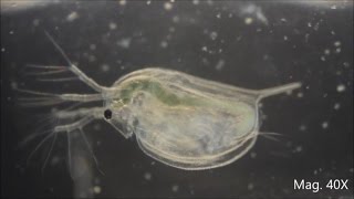 Daphnia magna under the Microscope [upl. by Bridges]