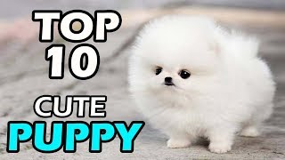 TOP 10 CUTE PUPPY BREEDS [upl. by Anaiviv]