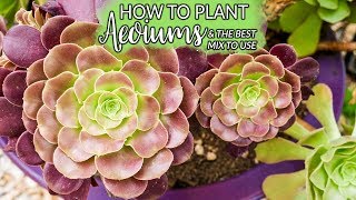 Planting Aeoniums How To Do It amp The Best Mix to Use  Joy Us Garden [upl. by Dyann]