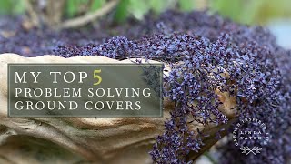 My TOP 5 Ground Covers [upl. by Nahs311]