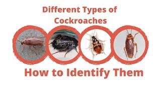 Different Types of Cockroaches  Maggies Farm [upl. by Vitalis]