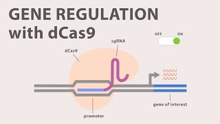 How CRISPR lets us edit our DNA  Jennifer Doudna [upl. by Mariellen727]