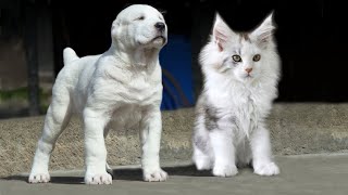 These Are 10 Cat Breeds That Act Just Like Dogs [upl. by Sarchet]