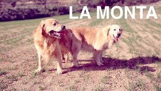 Perros apareándose  La monta en los perros  Clínica veterinaria 24h DOGKING [upl. by Ahsiner]