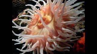 Facts The Sea Anemone [upl. by Layla818]