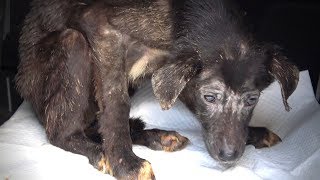 Rescue of Starving Terrified Dog Who Never Wagged Her Tail [upl. by Cristina]