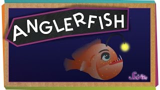 All About Anglerfish [upl. by Attenod]