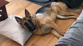 What Its Like Owning a German Shepherd [upl. by Chon]