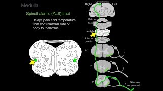 Foundational features of the brainstem [upl. by Eleonora484]