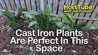 Cast Iron Plants Are Perfect For This Space [upl. by Edia]