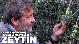 ÖLMEZ AĞACININ MUCİZEVİ MEYVESİ ZEYTİN [upl. by Quintie]