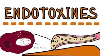 Endotoxines  Lipopolysaccharides LPS lipoglycans [upl. by Meela]