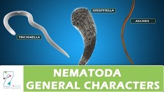 Nematoda General Characters [upl. by Wolgast17]