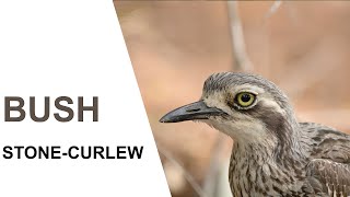 Australian BirdsBush Stonecurlew Parents and chicks Australian Bird Media [upl. by Starlene858]