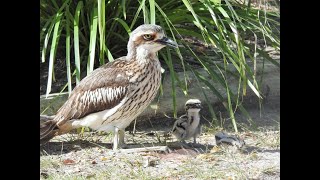 Tweed’s Curlew Coast – Living with Bush Stonecurlews [upl. by Lysander191]