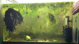 Scuds Daphnia Cherry Shrimp Copepods My aquatic food culture [upl. by Ahsas]