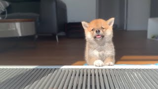 Shiba Inu from Puppy to Adult 8 weeks to 1 year [upl. by Arual]