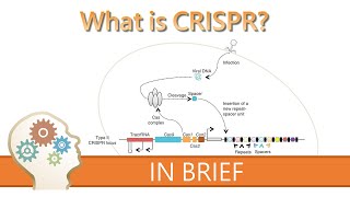 How CRISPR Cas9 works animation explained in 1 minute [upl. by Tsirc]