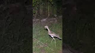 Clumsy Bush stone  Curlew Bird Australia Shorts Curlew [upl. by Alyahsal]