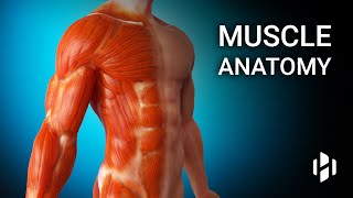 Anatomy of Human Muscles [upl. by Bury301]