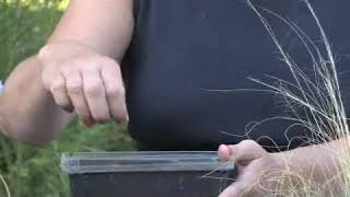 How to Plant Pampas Grass Seeds [upl. by Ridinger]