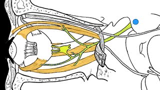 Cranial nerves III IV and VI [upl. by Vaientina244]