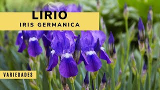 Lirio o Iris germánica en el jardín  Decogarden  Jardinatis [upl. by Areema]