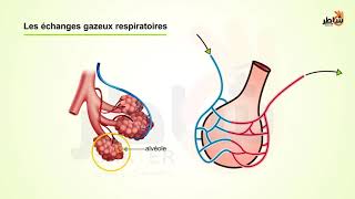 SVT  cours  La réaction inflammatoire [upl. by Enilatan]