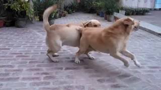 Dog barking Labrador [upl. by Harmony787]