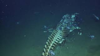 Whale Fall Actively Devoured by Scavengers at Davidson Seamount  Nautilus Live [upl. by Reseda82]