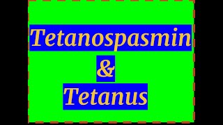 Tetanospasmin amp Tetanus [upl. by Meelas]