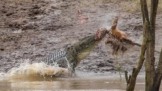 Crocodile Attacks Kangaroo Amazing footage [upl. by Eniamurt119]