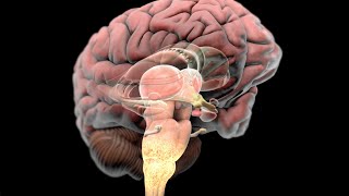 Complex Regional Pain Syndrome CRPS [upl. by Sinnaiy]