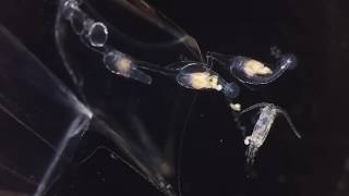 Siphonophore eating copepod [upl. by Creighton]