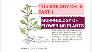 Class 11 BiologyCh5 Part1Morphology of flowering plantsStudy with Farru [upl. by Uri834]