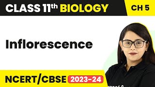 Inflorescence  Morphology of Flowering Plants  Inflorescence Class 11  Biology Class 11 [upl. by Johann]