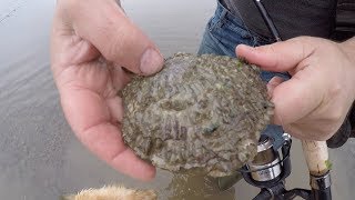 Foraging And Cooking Wild Oysters With Craig Evans [upl. by Fechter]