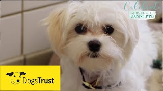 Rescue dogs meet amp greet with Dogs Trust [upl. by Yelbmik]