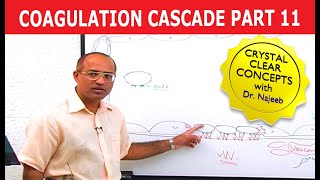 Coagulation Cascade  Part 1112 [upl. by Aneerbas779]