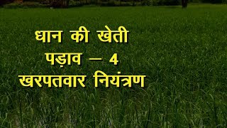 Dhan Ki Kheti  धान की खेती  Paddy Farming  Stage 4 [upl. by Salman]