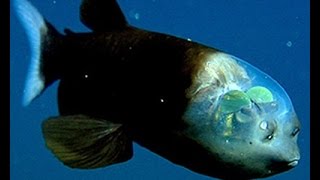 Facts The Barreleye Fish Spook Fish [upl. by Flore]