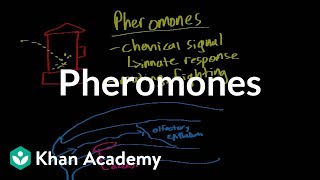 Pheromones  Processing the Environment  MCAT  Khan Academy [upl. by Ursulina]