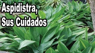 Cuidados de la Planta Aspidistra [upl. by Shaughn430]