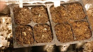 how to grow blanket flower from seed how to grow gaillardia flower from seed [upl. by Volnay]