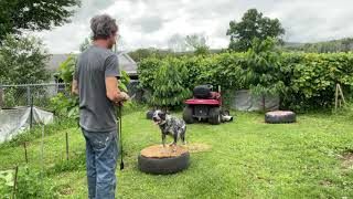 Australian Cattle Dog training [upl. by Philps]