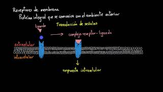 Receptores de membrana  Khan Academy en Español [upl. by Zerlina]