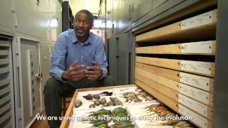 Ornithology and Evolution at Harvard [upl. by Osana]