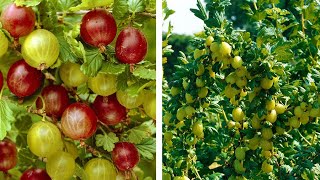 How to Grow Gooseberries Easy Fruit Planting Guide [upl. by Dazraf813]