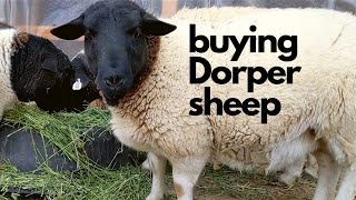 Dorper Sheep Shopping [upl. by Aisad]