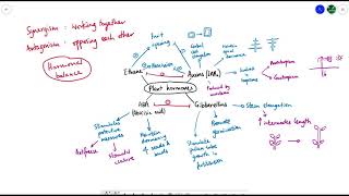 A2 Biology  Plant hormones OVERVIEW OCR A Chapter 16 [upl. by Schlesinger]